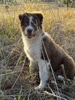 Tucker, a male Australian Shepherd for sale in Berryville, AR – 3 of 6