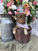 Denver, a female Australian Shepherd for sale in Berryville, AR – 3 of 3