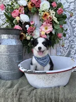 Tacoma, a male Australian Shepherd for sale in Berryville, AR – 7 of 10
