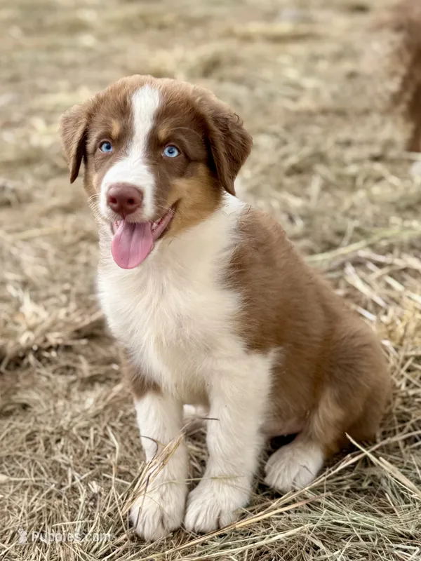 Destin – Australian Shepherd puppy for sale in Berryville, AR