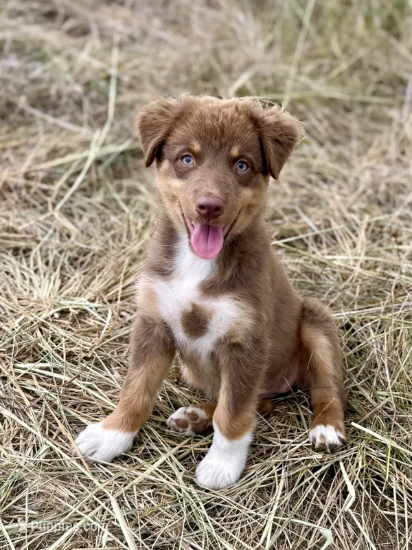 Denver – Australian Shepherd puppy for sale in Berryville, AR
