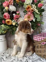 Destin, a male Australian Shepherd for sale in Berryville, AR – 4 of 10