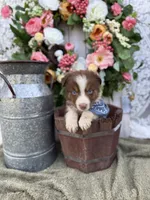 Destin, a male Australian Shepherd for sale in Berryville, AR – 6 of 10