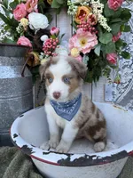 Houston, a male Australian Shepherd for sale in Berryville, AR – 6 of 7