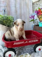 Dallas, a male Australian Shepherd for sale in Berryville, AR – 7 of 8