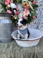 Tacoma, a male Australian Shepherd for sale in Berryville, AR – 2 of 10