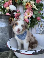 Houston, a male Australian Shepherd for sale in Berryville, AR – 1 of 7