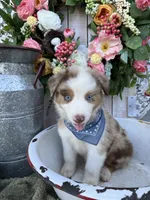 Houston, a male Australian Shepherd for sale in Berryville, AR – 2 of 7