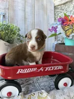 Destin, a male Australian Shepherd for sale in Berryville, AR – 9 of 10