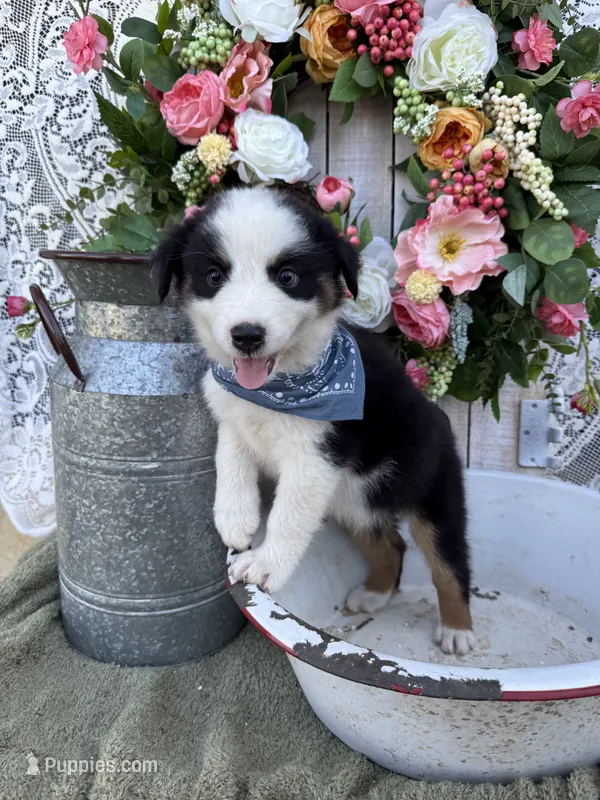 Tacoma – Australian Shepherd puppy for sale in Berryville, AR