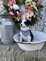 Tacoma, a male Australian Shepherd for sale in Berryville, AR – 4 of 10