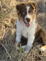 Tucker, a male Australian Shepherd for sale in Berryville, AR – 2 of 6