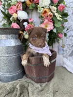 Denver, a female Australian Shepherd for sale in Berryville, AR – 2 of 3