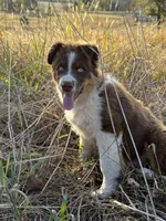 Tucker, a male Australian Shepherd for sale in Berryville, AR – 6 of 6