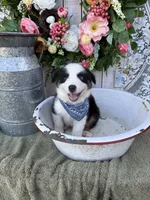 Tacoma, a male Australian Shepherd for sale in Berryville, AR – 6 of 10