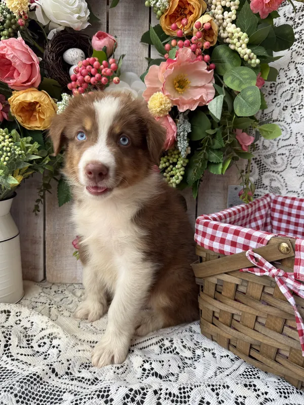 Destin – Australian Shepherd puppy for sale in Berryville, AR