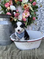Tacoma, a male Australian Shepherd for sale in Berryville, AR – 9 of 10
