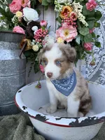 Houston, a male Australian Shepherd for sale in Berryville, AR – 7 of 7