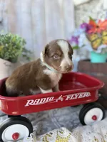 Destin, a male Australian Shepherd for sale in Berryville, AR – 10 of 10
