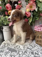 Destin, a male Australian Shepherd for sale in Berryville, AR – 5 of 10