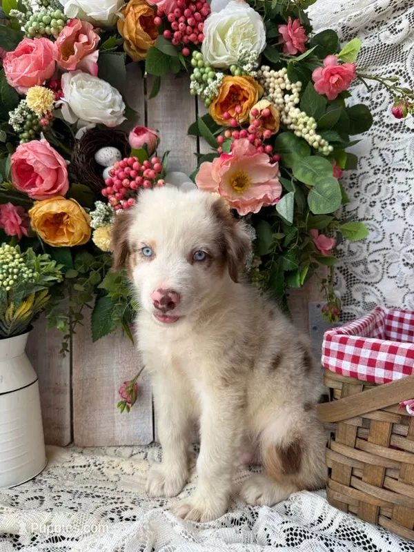 Dallas – Australian Shepherd puppy for sale in Berryville, AR