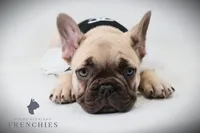 Daisy, a female French Bulldog for sale in Zanesville, OH – 4 of 6