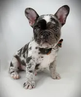 Boone, a male French Bulldog for sale in Zanesville, OH – 3 of 5