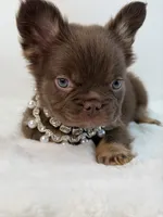 Wynonna , a female French Bulldog for sale in Zanesville, OH – 4 of 4
