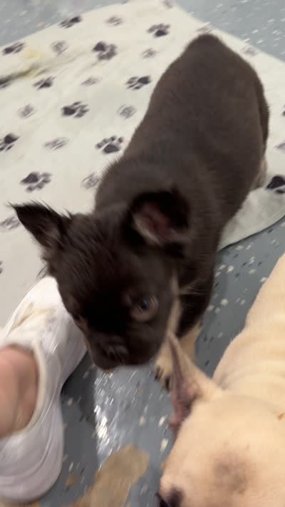 Daisy, a female French Bulldog for sale in Zanesville, OH – 6 of 6