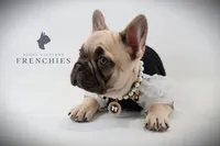 Daisy, a female French Bulldog for sale in Zanesville, OH – 5 of 6