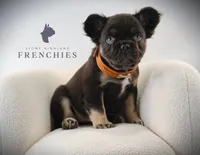 Moose , a male French Bulldog for sale in Zanesville, OH – 2 of 4