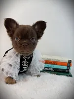 Wynonna , a female French Bulldog for sale in Zanesville, OH – 2 of 4