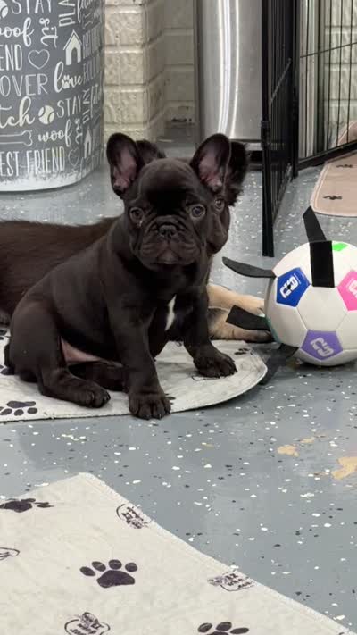 Sadie , a female French Bulldog for sale in Zanesville, OH – 5 of 5