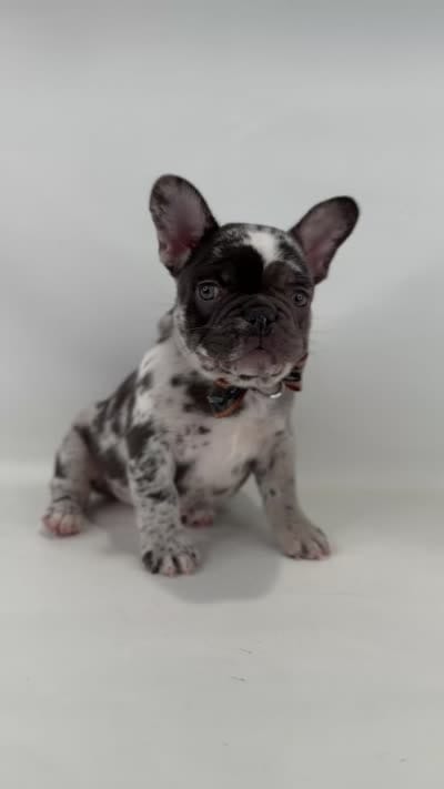 Boone, a male French Bulldog for sale in Zanesville, OH – 5 of 5