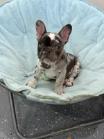 Boone, a male French Bulldog for sale in Zanesville, OH – 4 of 5