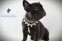 Sadie , a female French Bulldog for sale in Zanesville, OH – 3 of 5