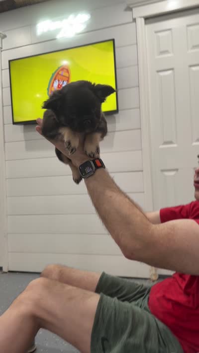 Moose , a male French Bulldog for sale in Zanesville, OH – 4 of 4