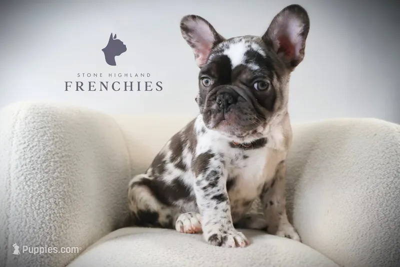 Boone – French Bulldog puppy for sale in Zanesville, OH
