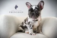 Boone, a male French Bulldog for sale in Zanesville, OH – 1 of 5