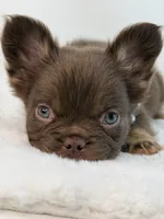 Wynonna , a female French Bulldog for sale in Zanesville, OH – 3 of 4
