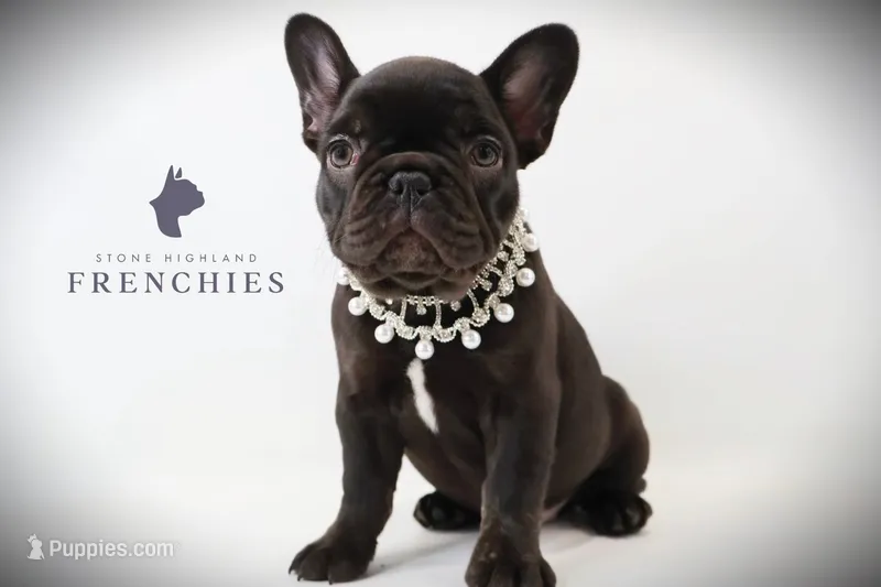 Sadie  – French Bulldog puppy for sale in Zanesville, OH