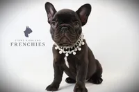 Sadie , a female French Bulldog for sale in Zanesville, OH – 1 of 5