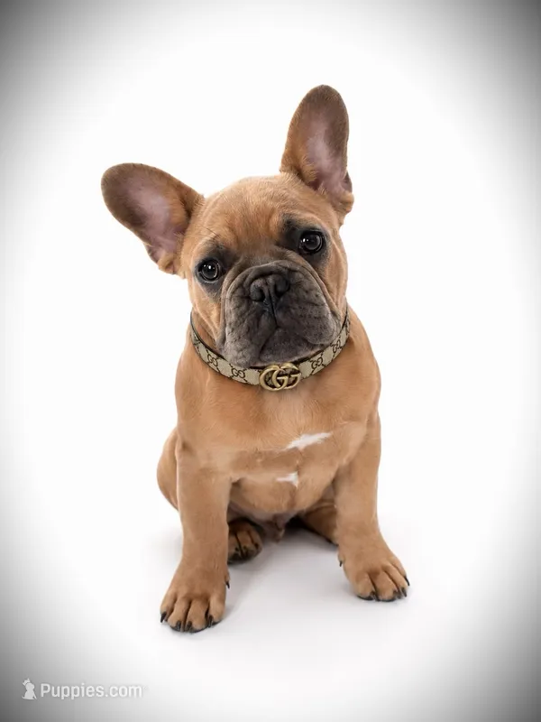 Rocky – French Bulldog puppy for sale in Zanesville, OH