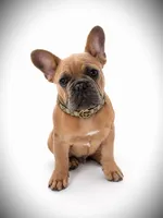 Rocky, a male French Bulldog for sale in Zanesville, OH – 1 of 1