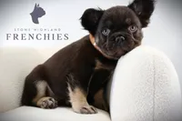 Moose , a male French Bulldog for sale in Zanesville, OH – 3 of 4