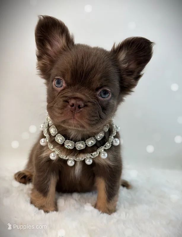 Wynonna  – French Bulldog puppy for sale in Zanesville, OH