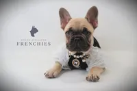Daisy, a female French Bulldog for sale in Zanesville, OH – 2 of 6