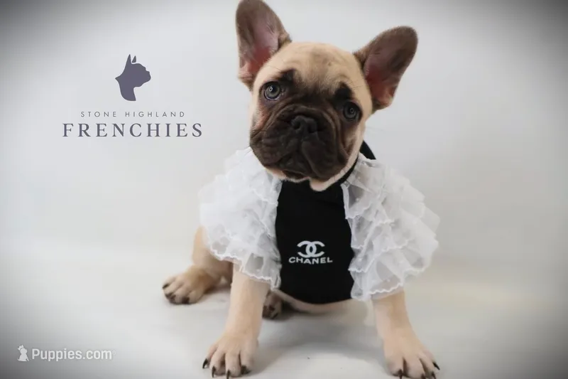 Daisy – French Bulldog puppy for sale in Zanesville, OH