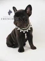 Sadie , a female French Bulldog for sale in Zanesville, OH – 2 of 5