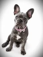Missy, a female French Bulldog for sale in Zanesville, OH – 1 of 1